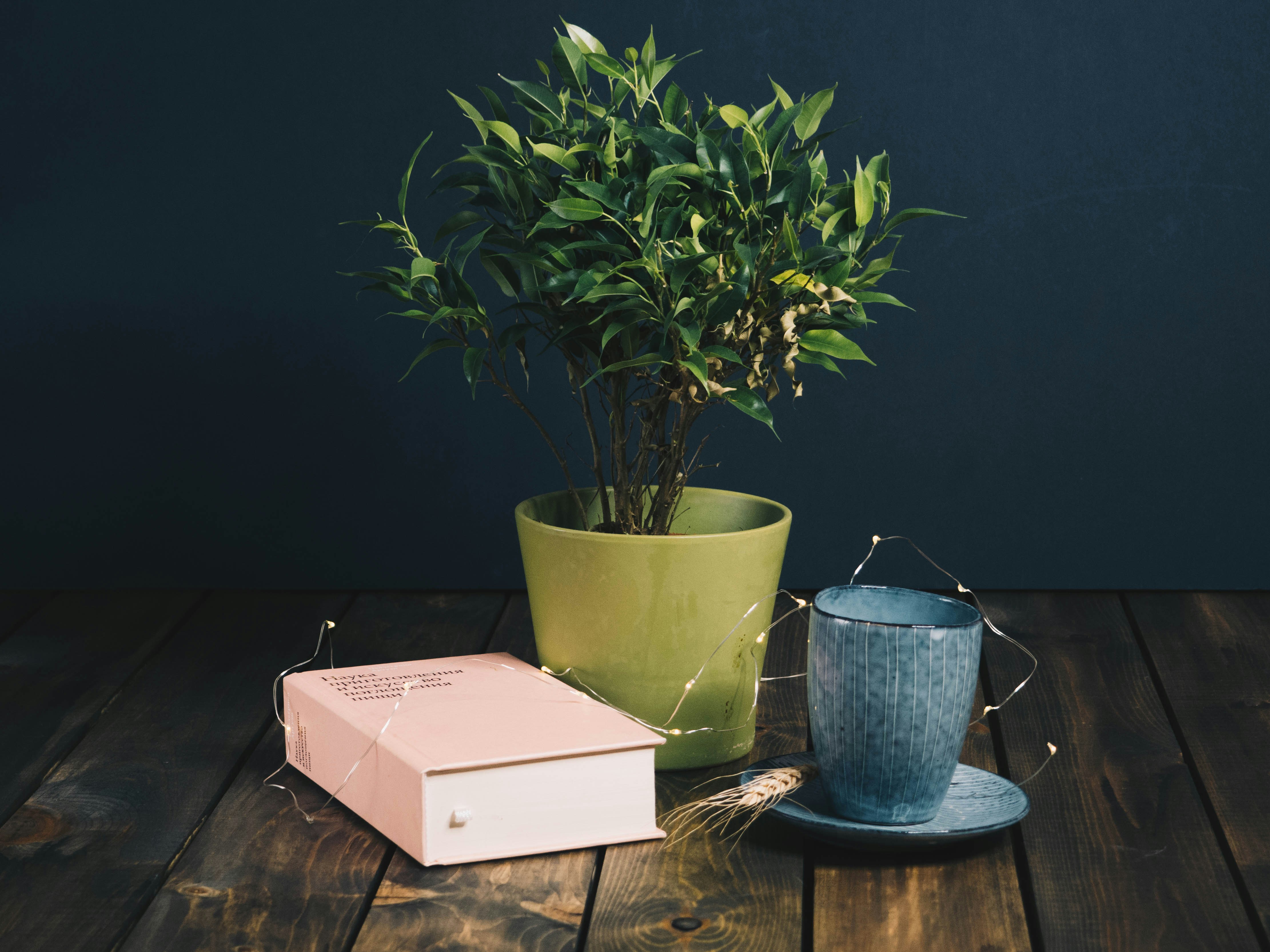 Photo by disguise_truth