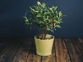 Close-up of a vibrant green potted plant next to a vintage telephone on a wooden table.