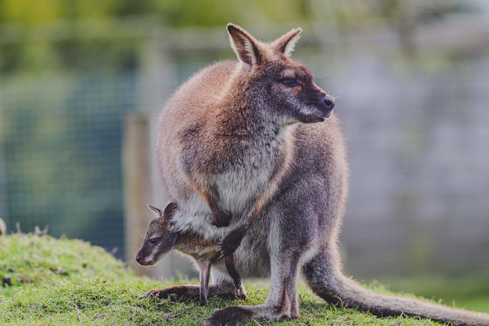 昼間の緑の芝生の茶色のカンガルー