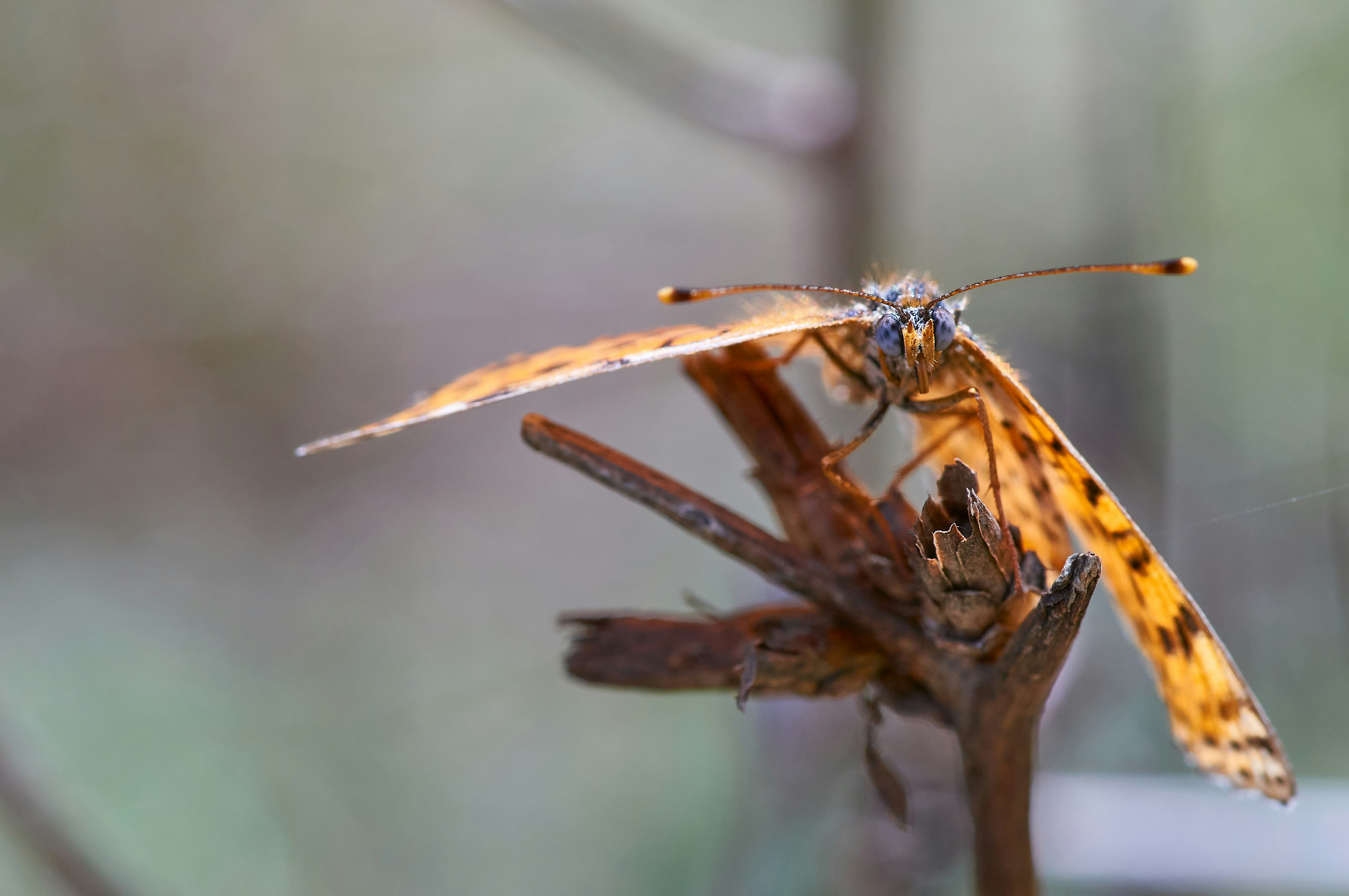 Photo by wolfgang_hasselmann