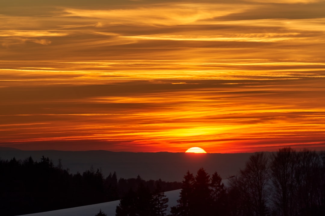 silhouette of trees during sunset