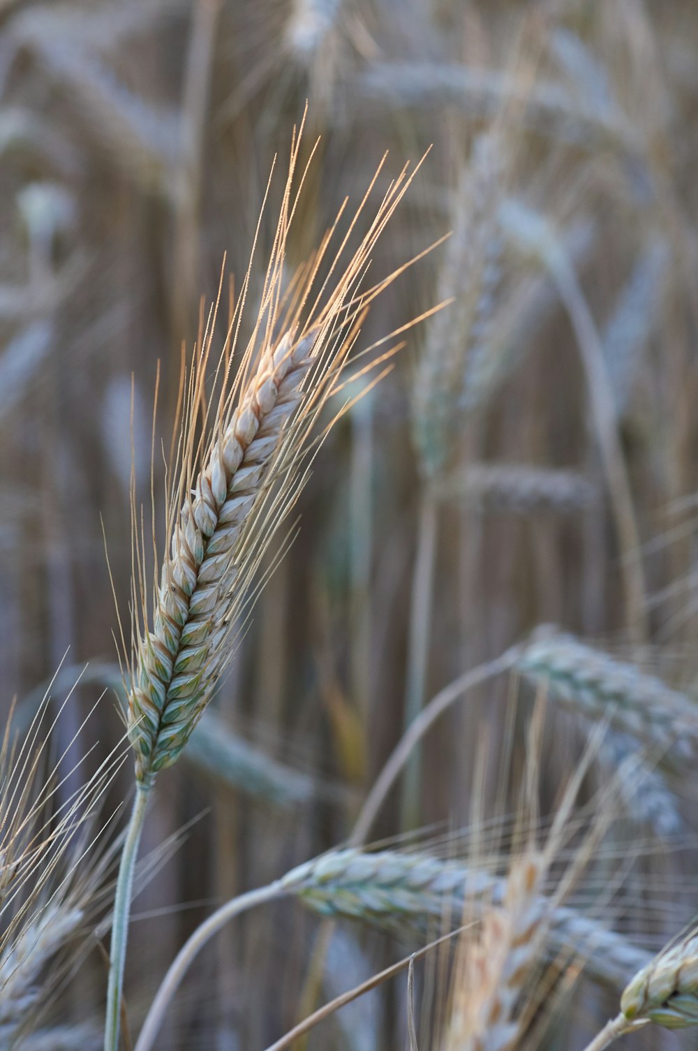 green wheat in close up photography