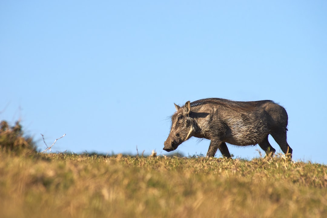 black animal on brown grass field under blue sky during daytime