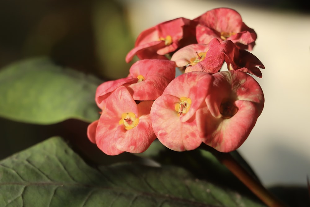 red and yellow flower in tilt shift lens