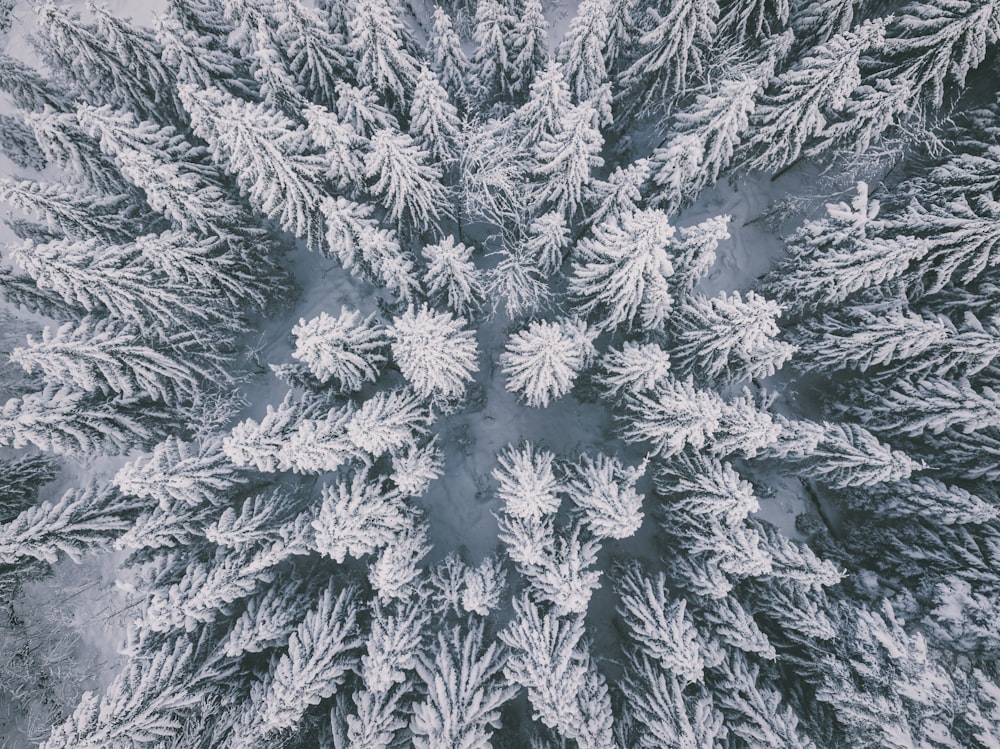 white and black pine tree