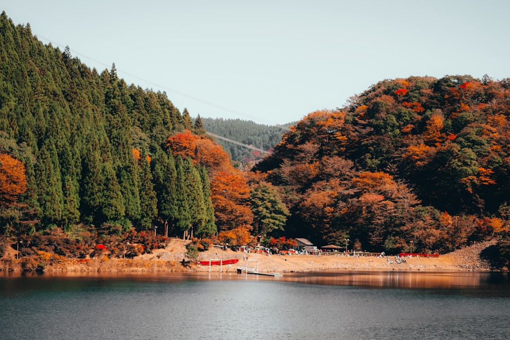 green and brown trees near body of water during daytime