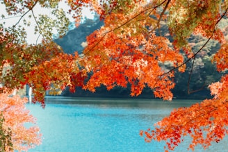 brown and yellow leaves tree near body of water during daytime