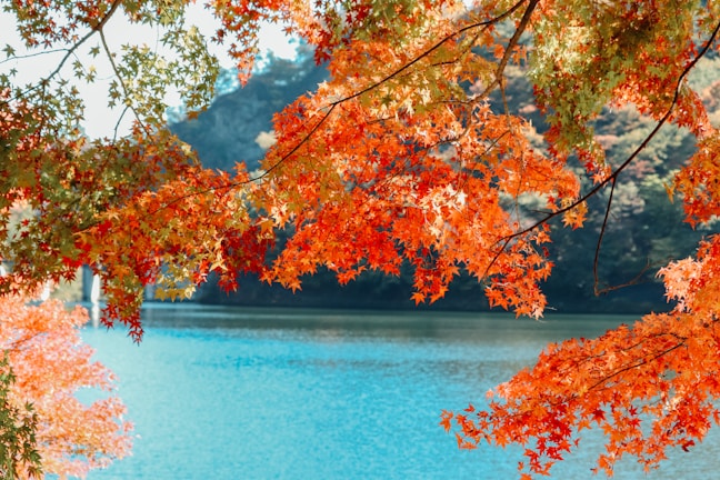 A vibrant autumn scene with red and gold leaves framing a peaceful Canadian lake.