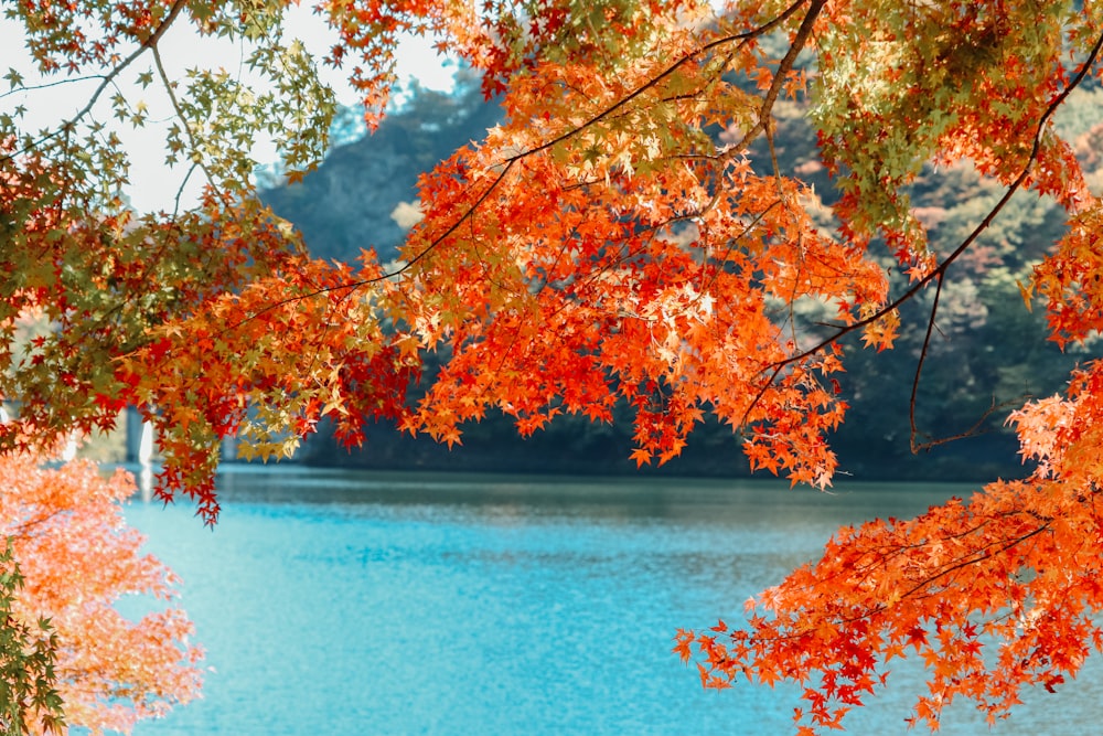 Albero di foglie marroni e gialle vicino allo specchio d'acqua durante il giorno