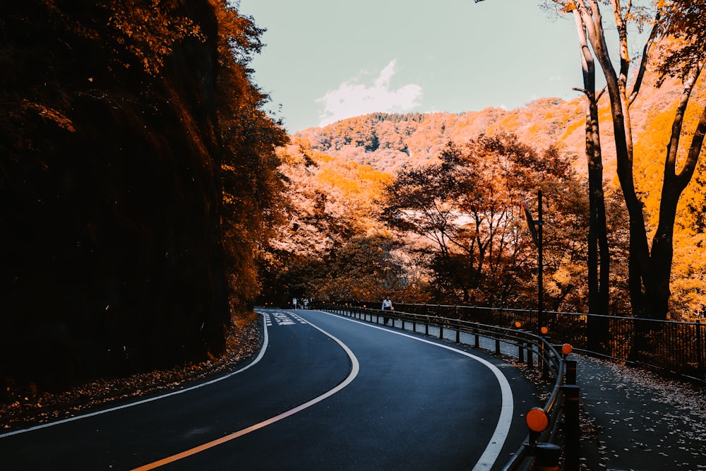 black car on road between brown trees during daytime