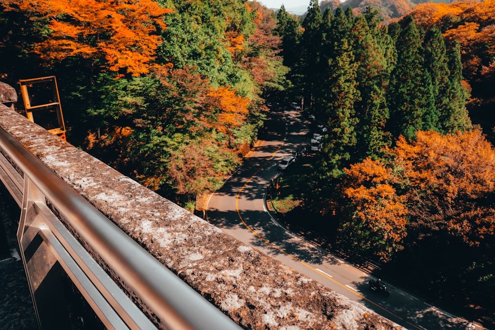 日中の道路脇の緑と茶色の木々