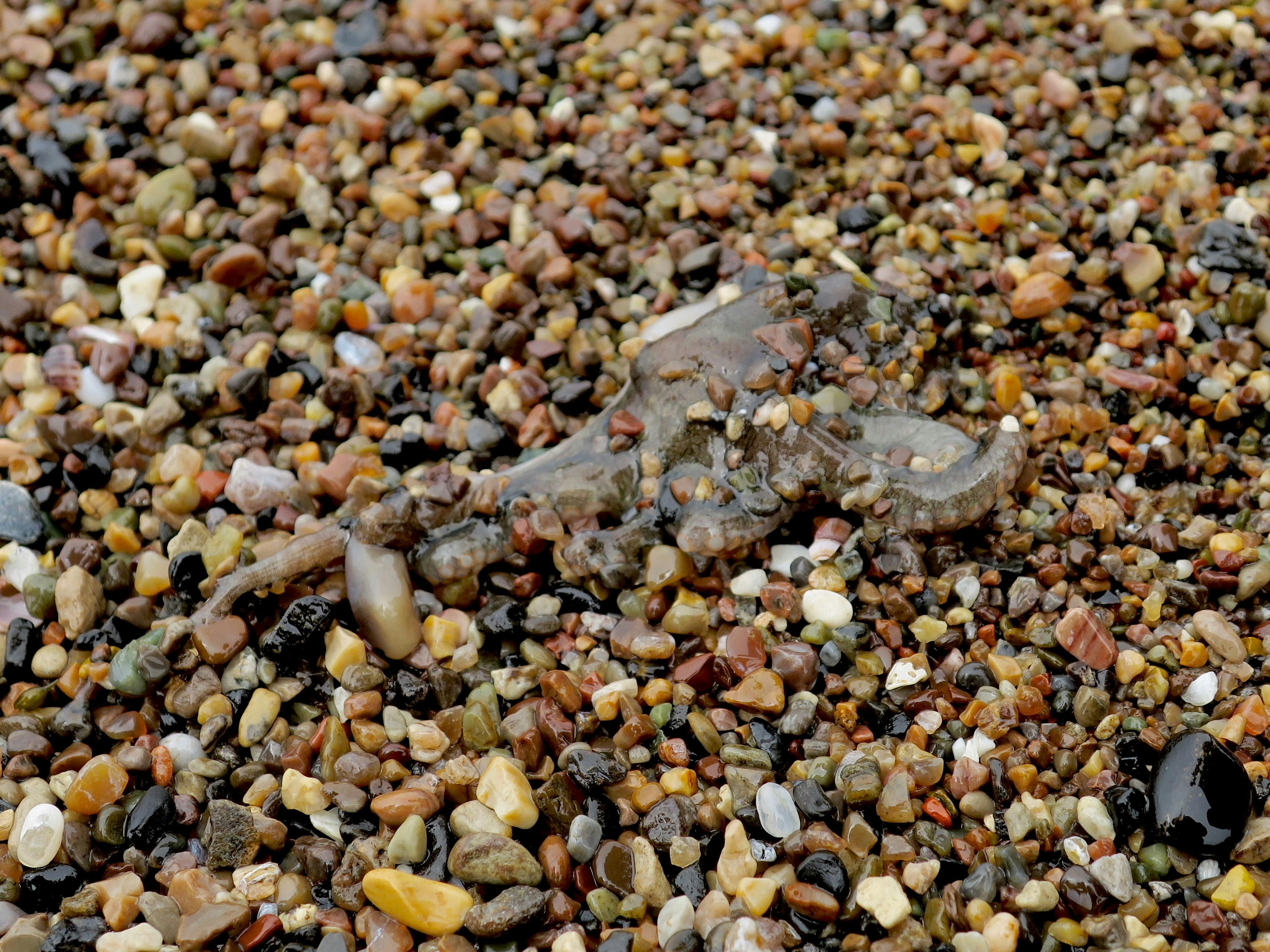 gray stone on brown and gray pebbles