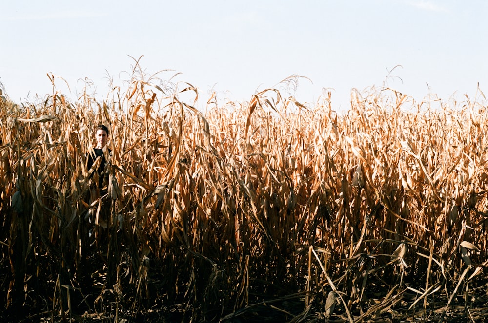 brown wheat field during daytime