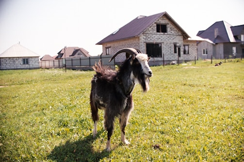 A goat stands on a grassy field in front of a row of houses. The animal has long horns and a distinctive beard, with a coat of mixed dark and light fur. The background features several houses constructed from brick and stone with tiled roofs.