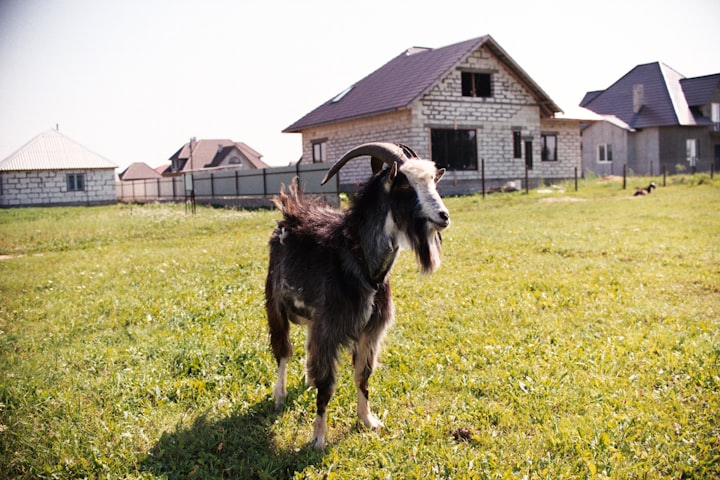 'I Got Your Goat'  the meaning behind the phrase.