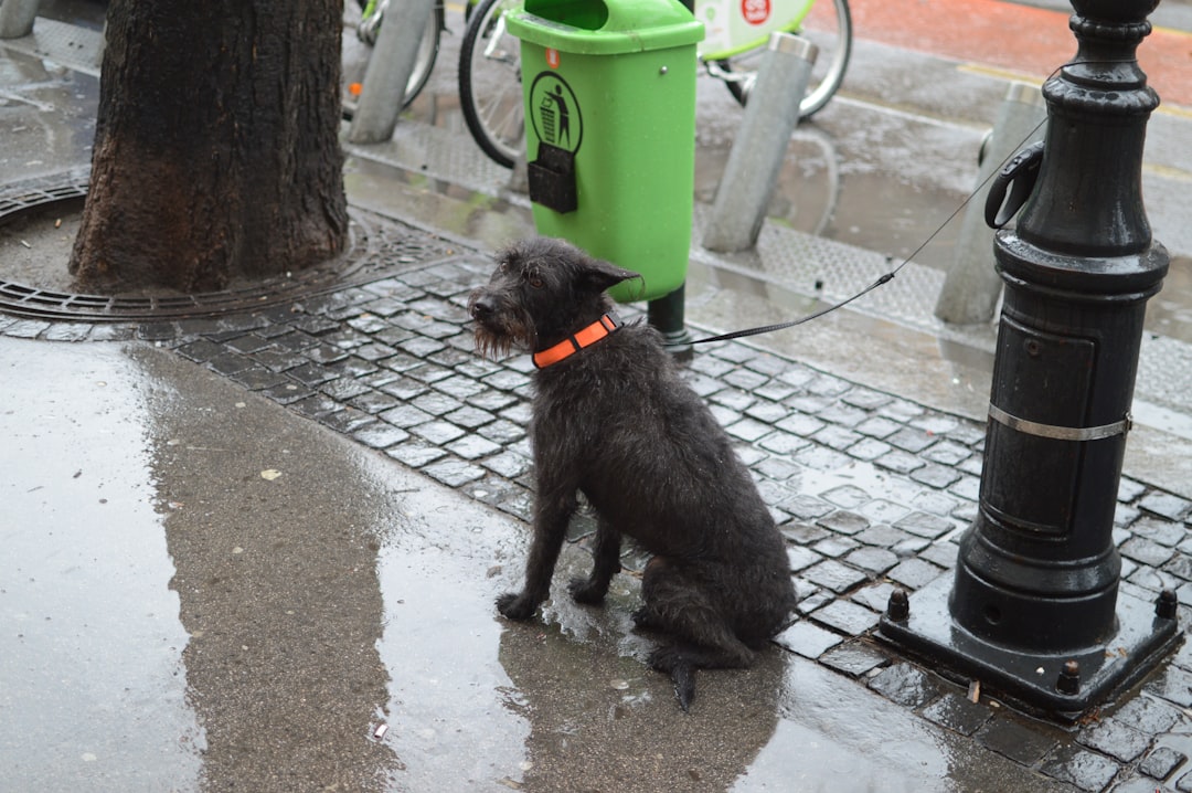 black long coat small dog standing on grey concrete floor