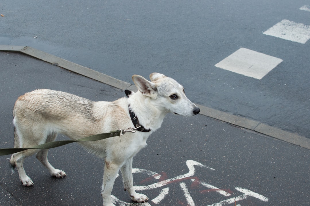 white and brown short coated dog on gray concrete road