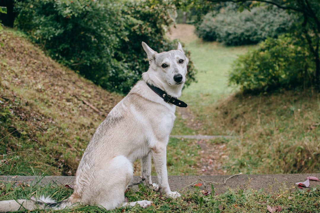 white short coated dog on brown soil