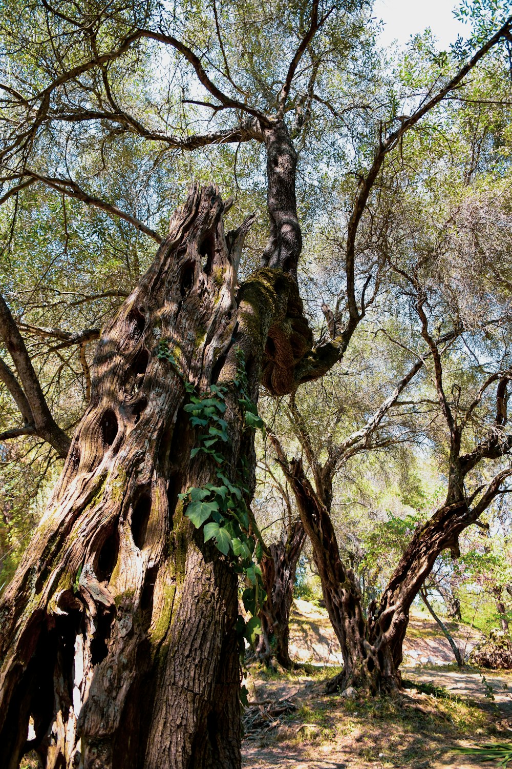 brown tree with green leaves