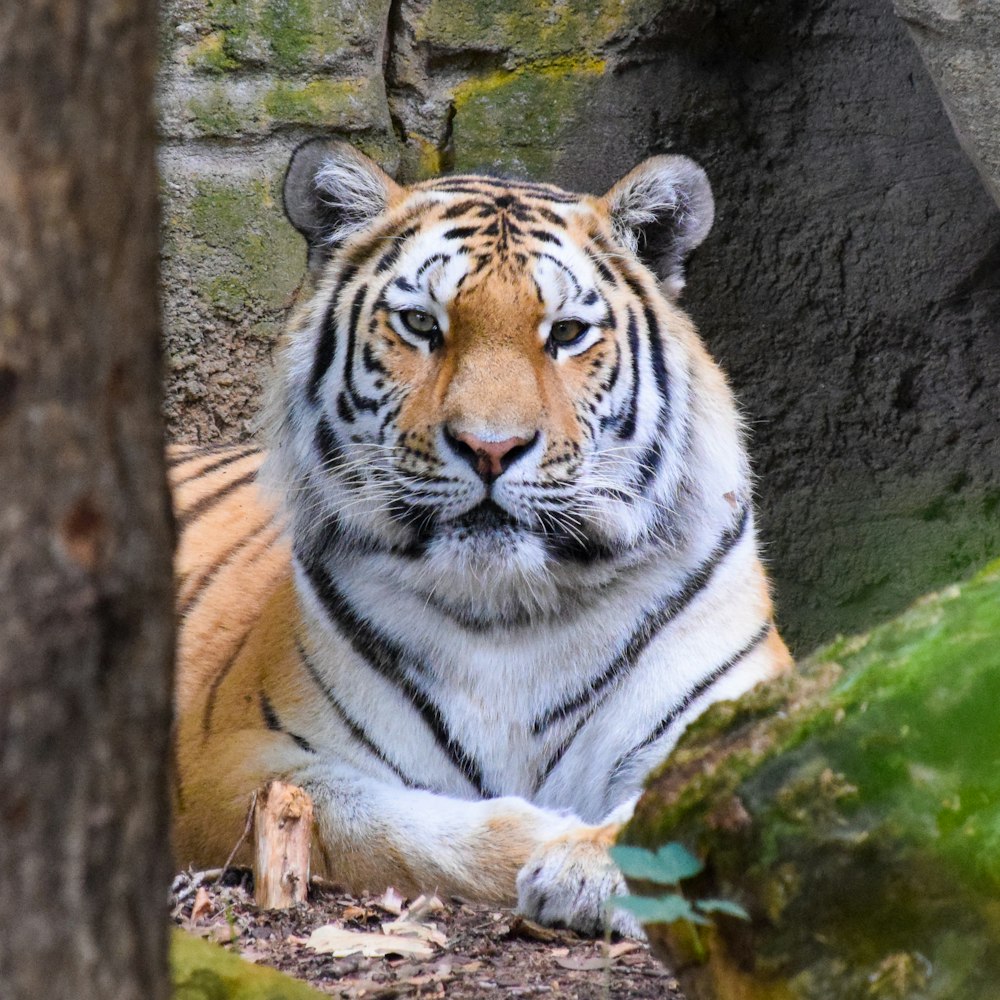 tiger lying on green moss covered tree