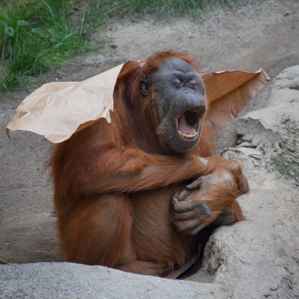 brown monkey on gray rock