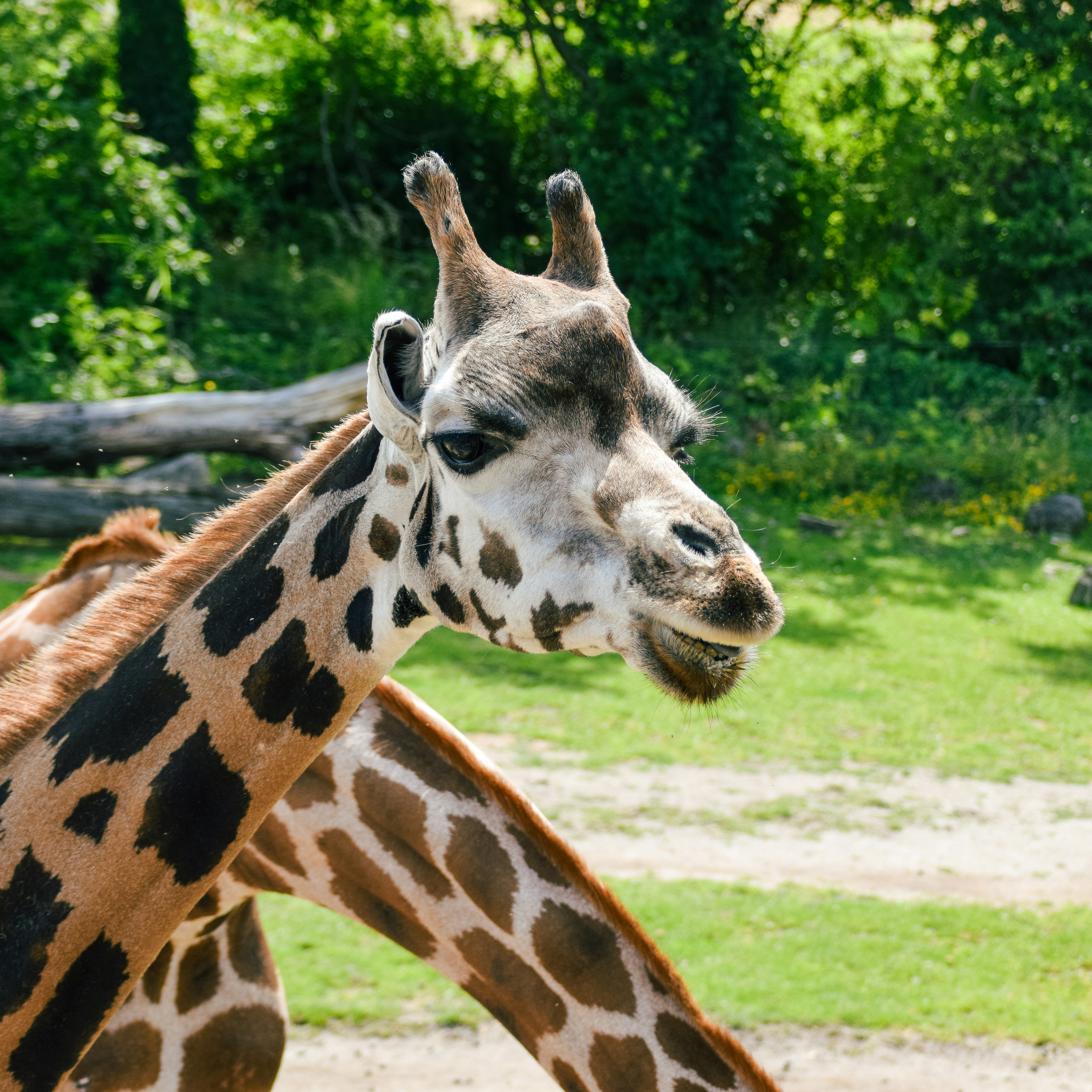 昼間に草を食べるキリンの写真 Unsplashで見つける動物園の無料写真