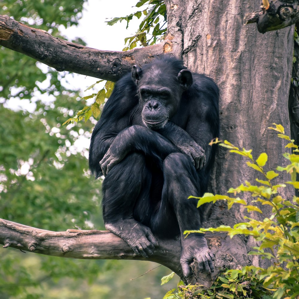 black gorilla on brown tree trunk during daytime