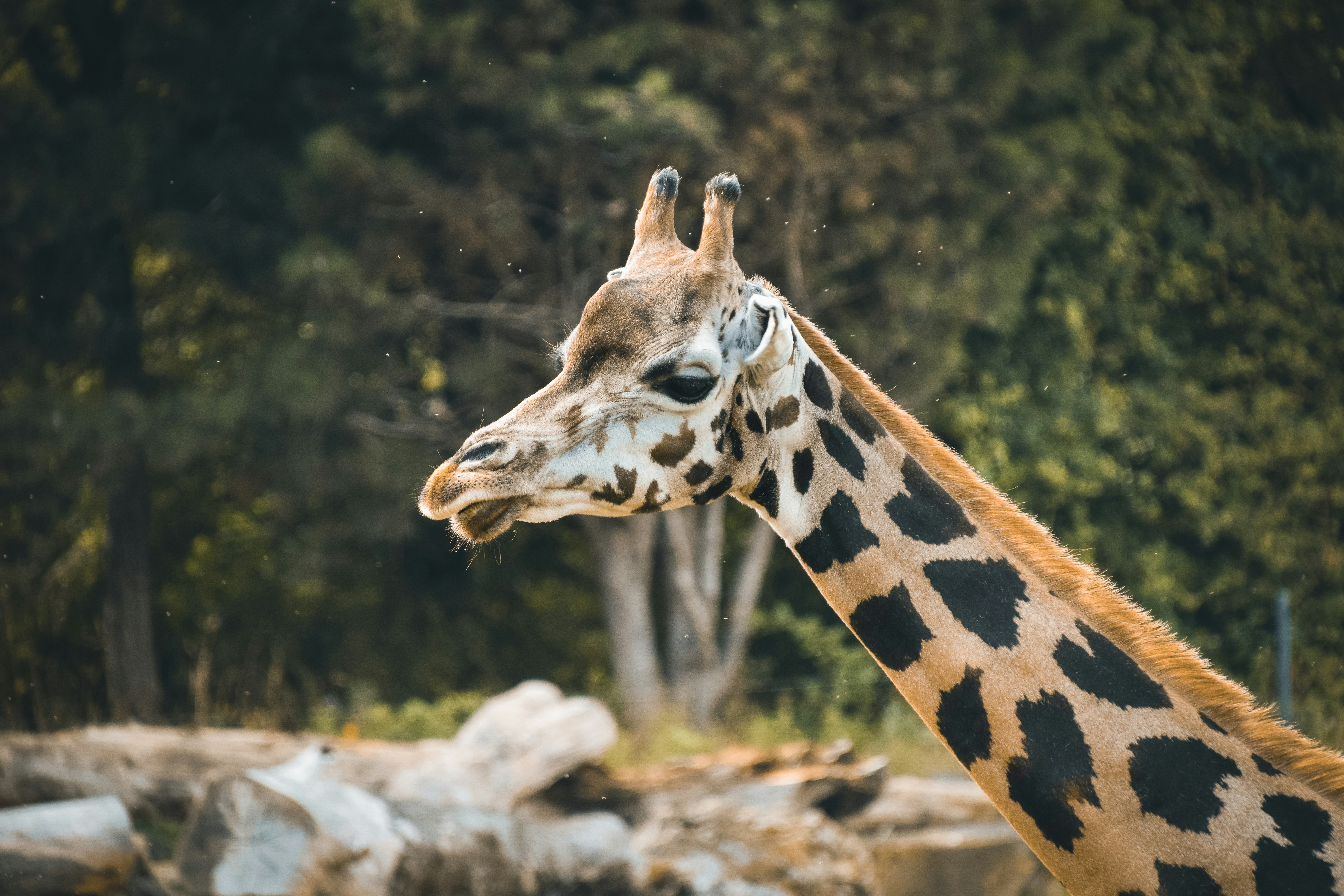 Photo by shinychunks