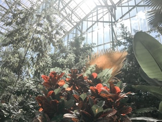 Lush green foliage and vibrant red leaves are bathed in sunlight streaming through the glass roof of a greenhouse. Tall plants and trees create a dense, verdant environment.