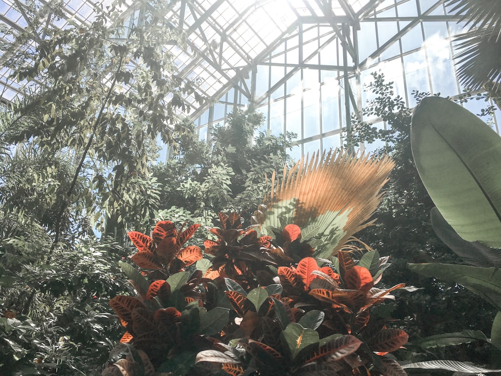 red and yellow flower plants