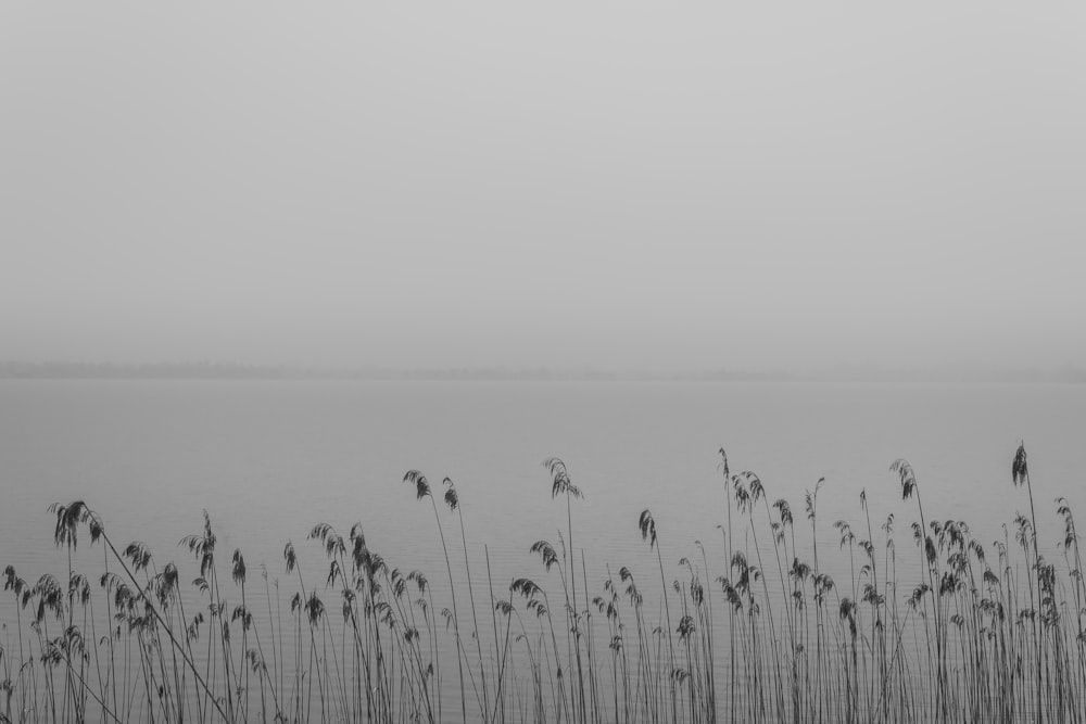 Graustufenfoto von Gras in der Nähe von Gewässern