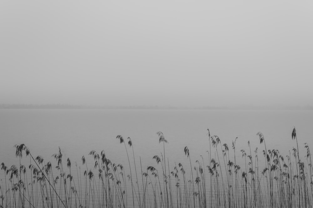 grayscale photo of grass near body of water