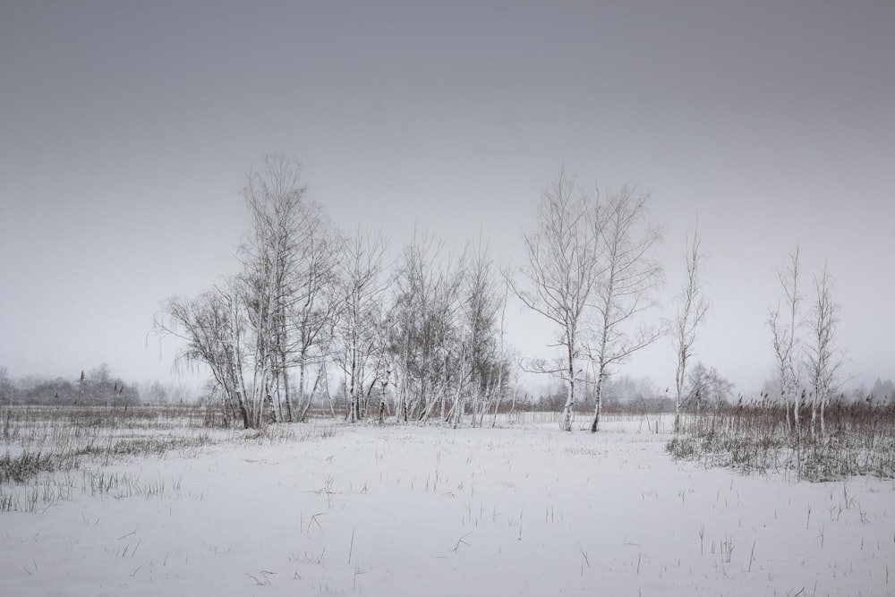 alberi senza foglie su terreno innevato durante il giorno