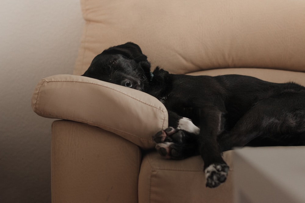 black labrador retriever lying on brown couch