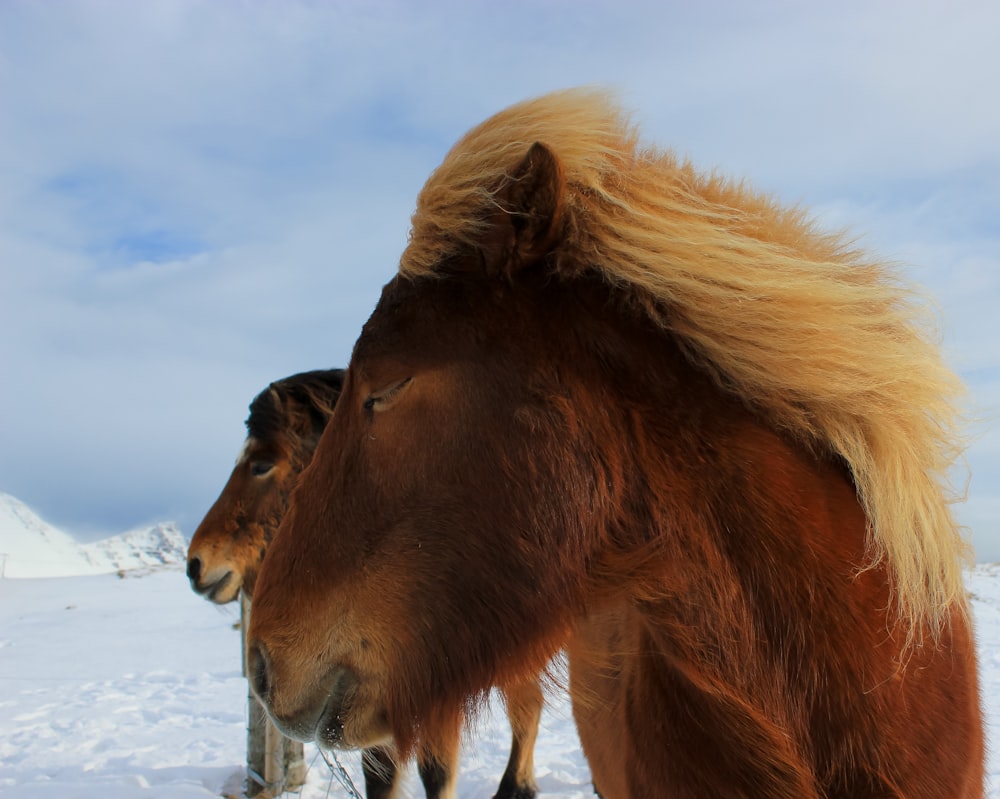 brown horse on snow covered ground during daytime