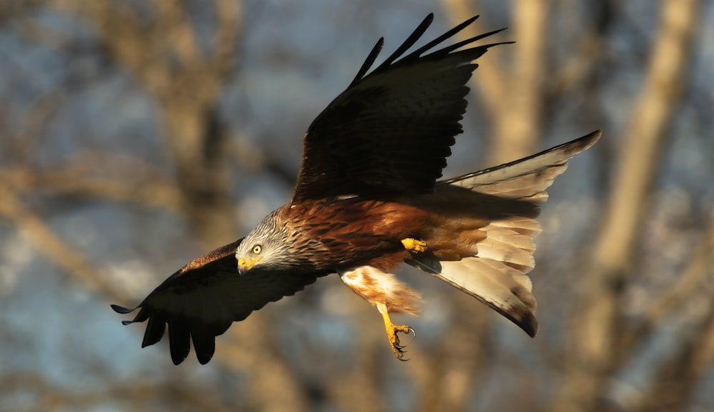 brown and white eagle flying during daytime