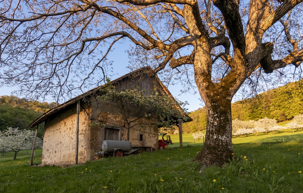 Braunes Holzhaus in der Nähe von braunem Baum tagsüber