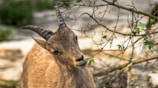 A close-up of a curious young goat nibbling on fresh green grass.