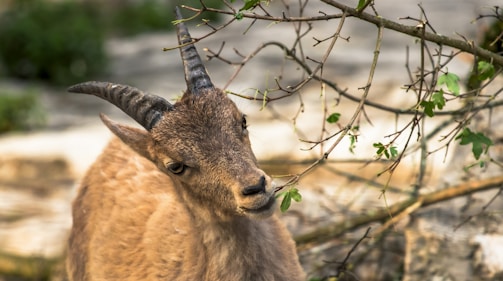 A close-up of a curious young goat nibbling on fresh green grass.