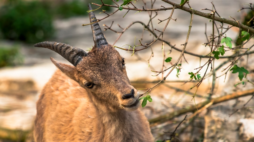 brown and white animal on brown tree branch during daytime