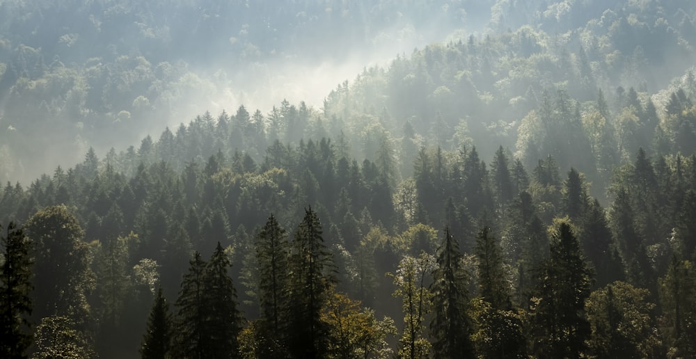 green pine trees covered with fog