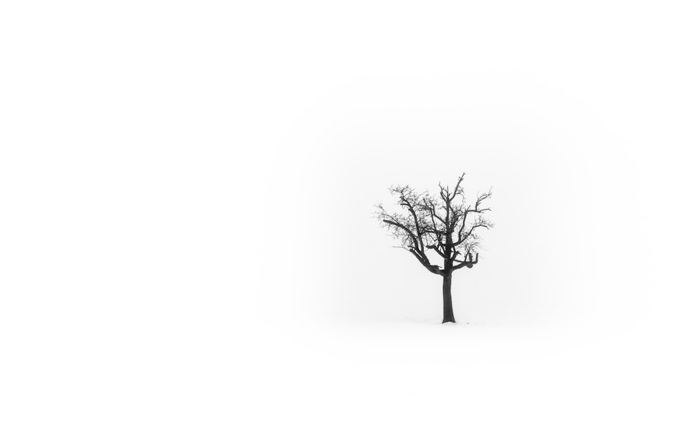 albero senza foglie su terreno bianco coperto di neve