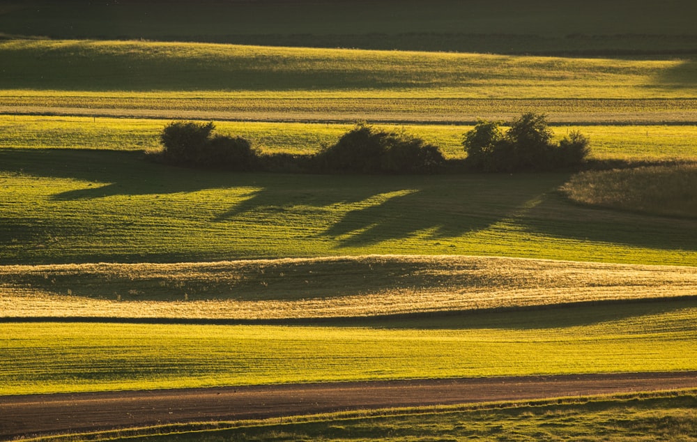 Campo de hierba verde durante el día