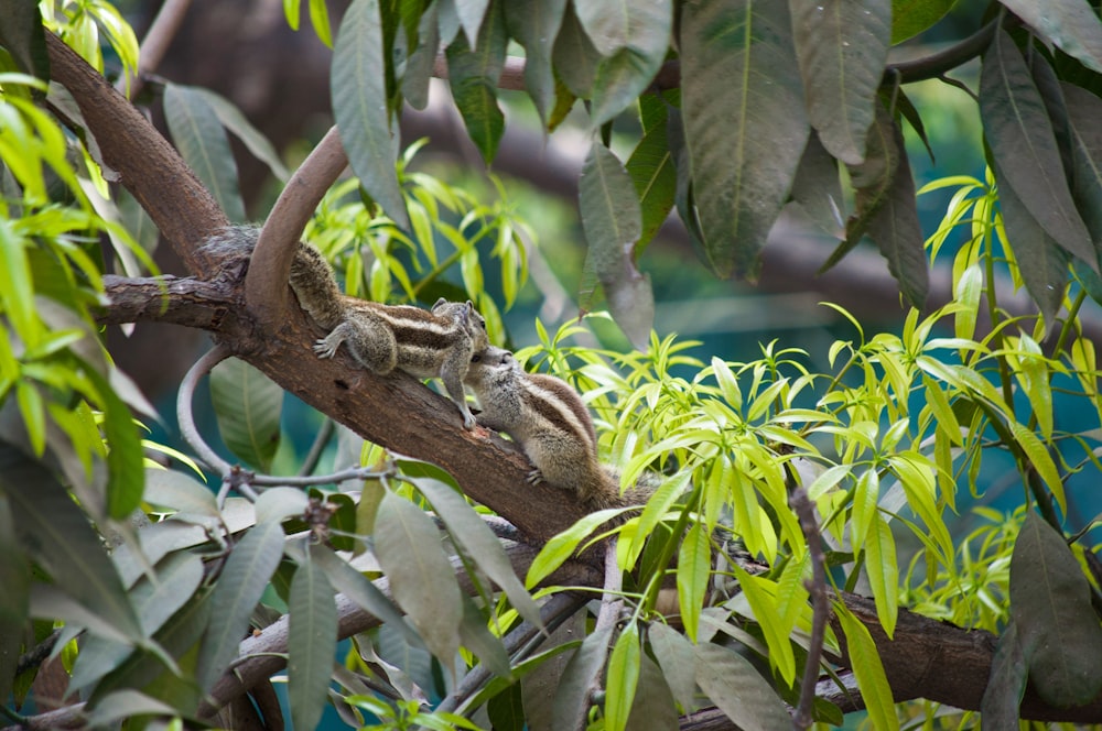 grenouille brune et blanche sur une branche d’arbre brune pendant la journée
