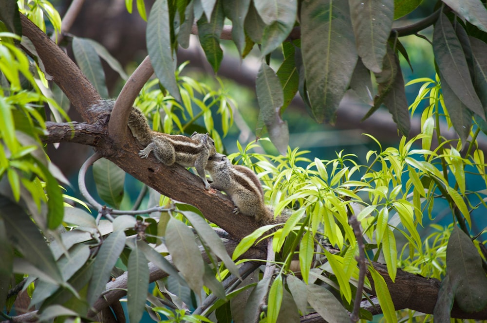 brown and white frog on brown tree branch during daytime