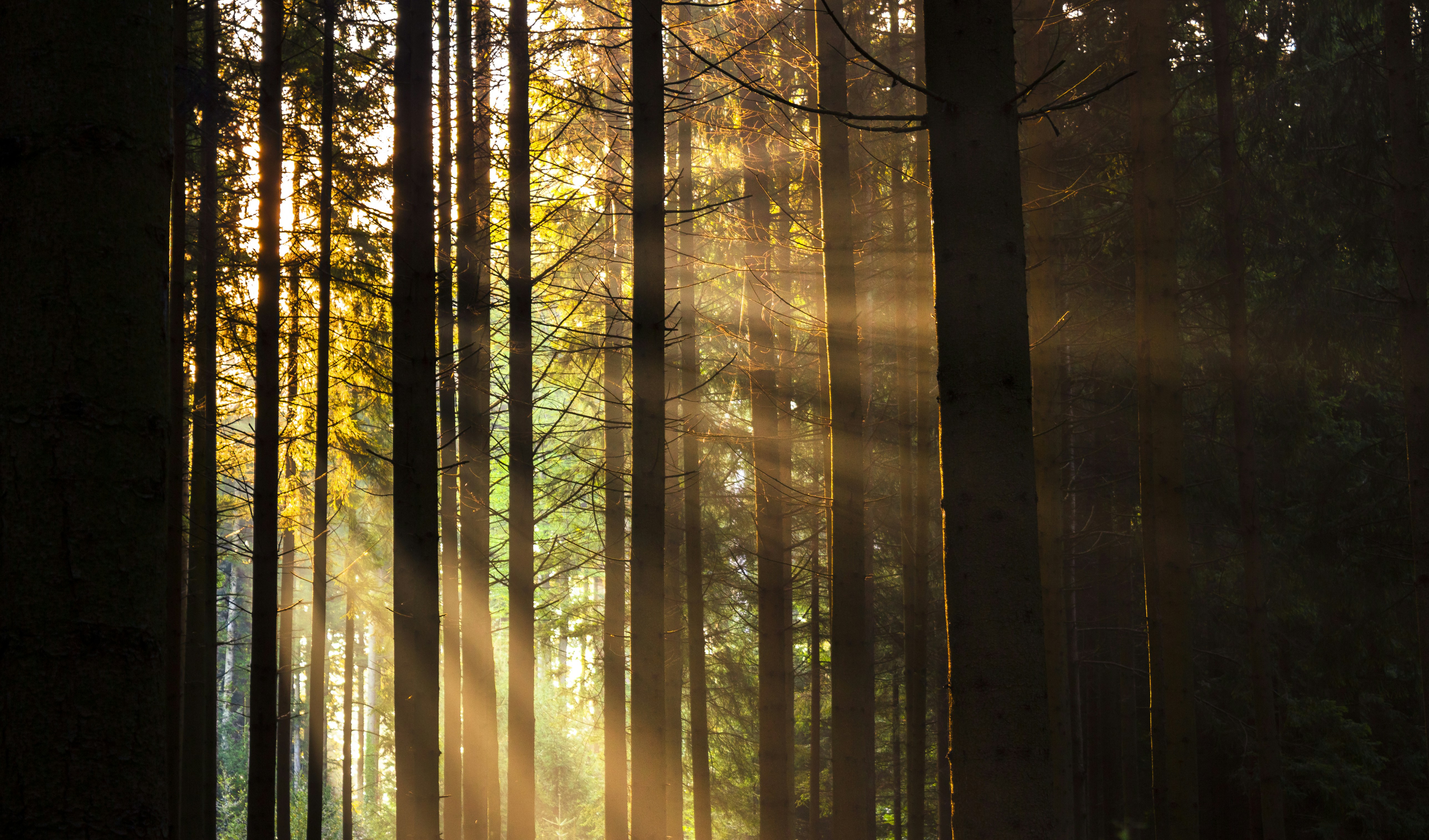 Griffin Art header image