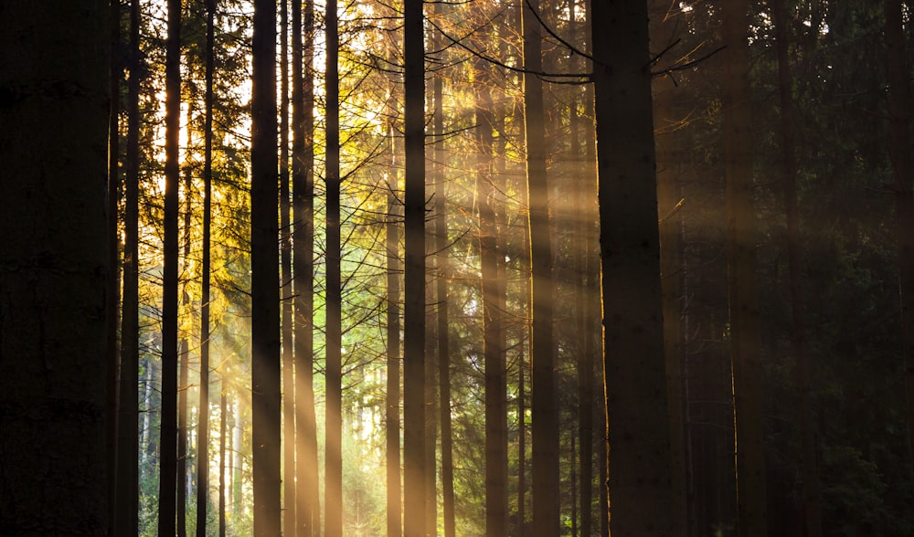 brown trees with sun rays