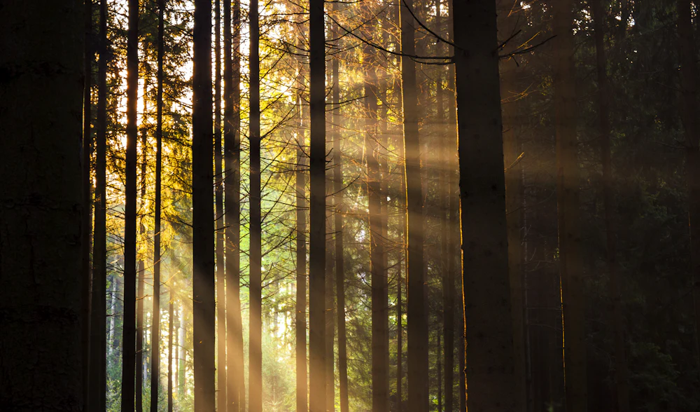 Morning light coming clean through the trees