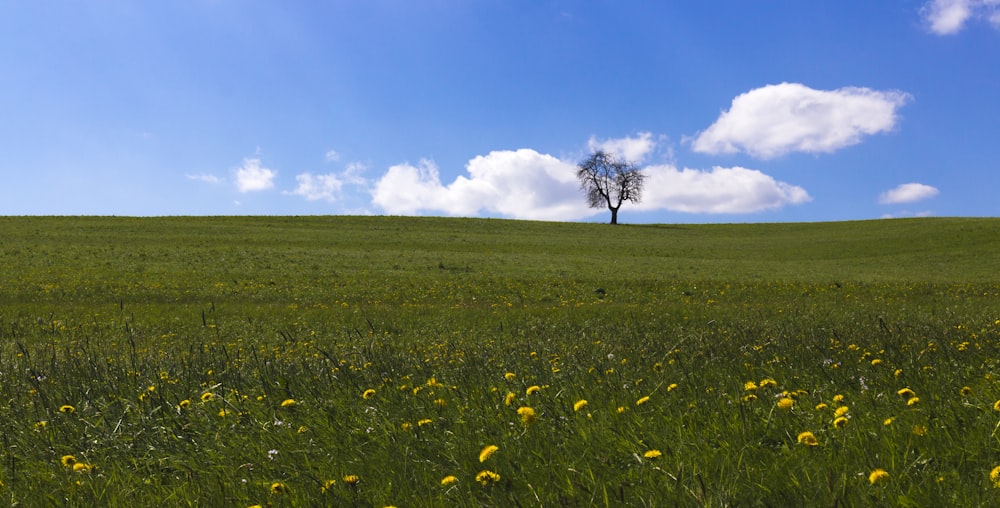 yellow flower field under blue sky during daytime