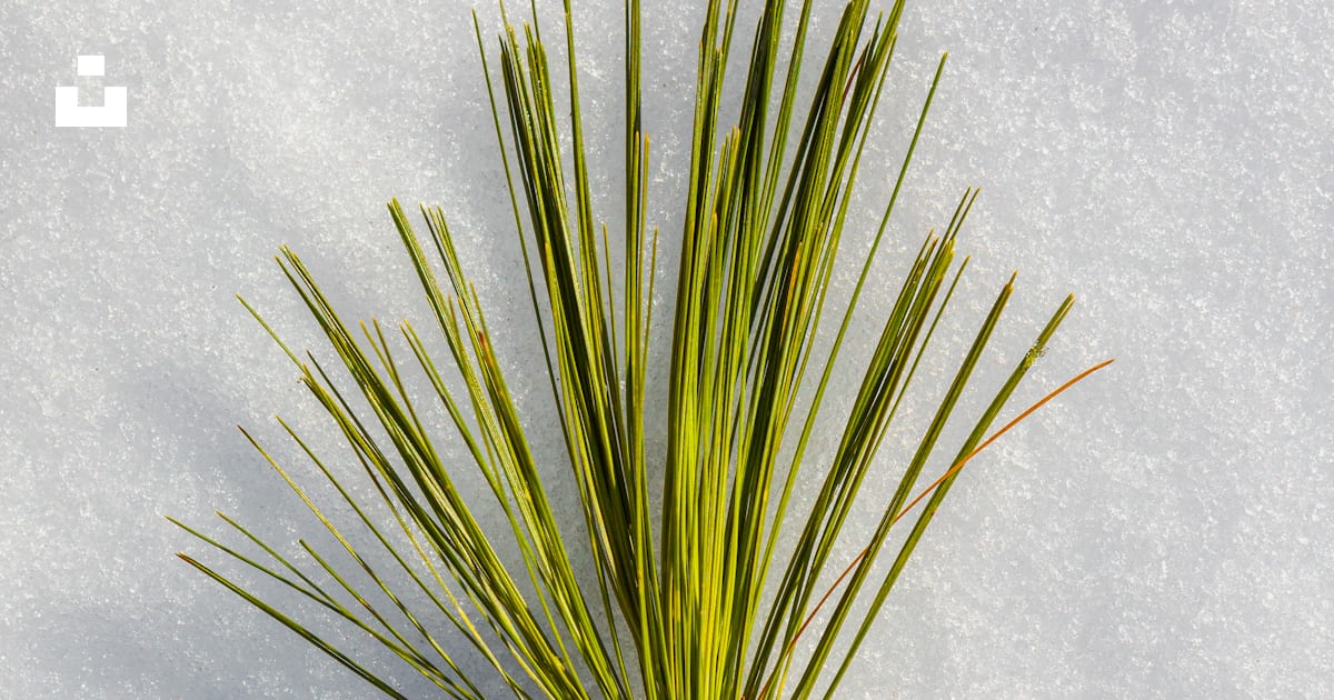 Foto zum Thema Grüne Pflanze auf weißer Fläche Kostenloses Bild zu